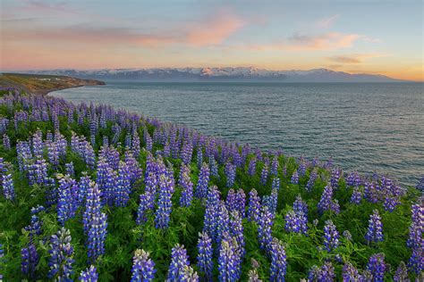 Iceland Wildflowers At Midnight 1 Photograph By Rob Greebon Fine Art
