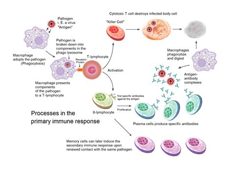 Primary And Secondary Responses Memory Cells Teachmephysiology
