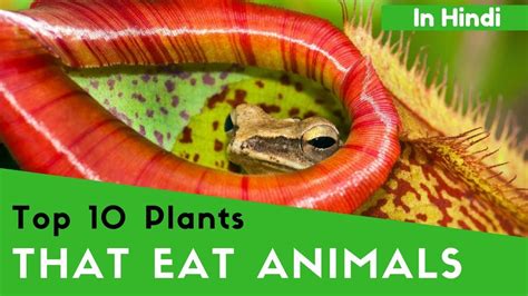 10 Plants That Eat Animals In Hindi Youtube