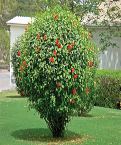 Hibiscus Rosa Sinensis Wahat Al Sahraa