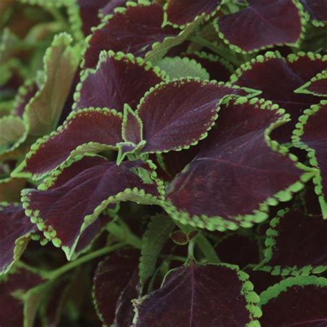 Coleus Chocolate Mint Milaegers