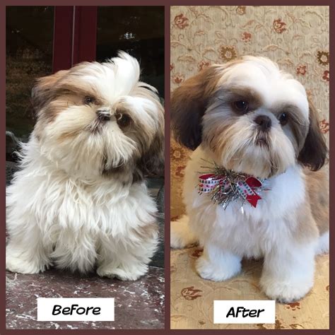 Shitzu Haircuts Dog Haircuts Dog Grooming Diy Dog Grooming Styles