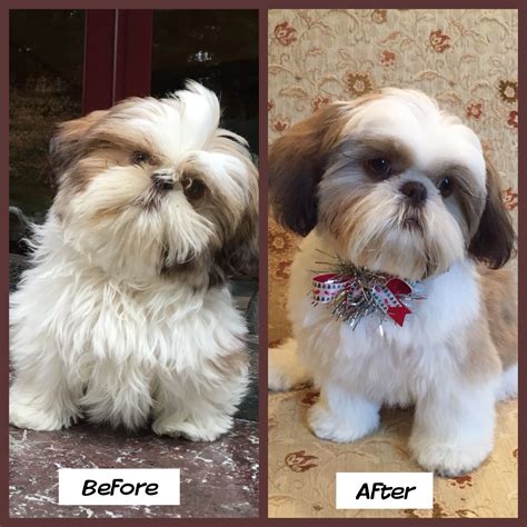 47 Cool Shih Tzu Puppies First Haircut - Haircut Trends