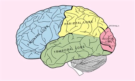 Pinker is a cognitive neuroscientist who studies language acquisition in. Researchers Try to Explain How Brain Works | Anthropology ...