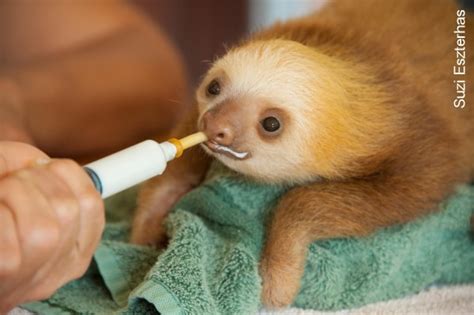 Why Are Sloths One Of The Cutest Animals In The World Sloco