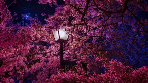 download lamp post pink flower blossom sakura photography night 4k ultra hd wallpaper