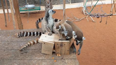 Madagascar Lemurs New Feeding Box Reniala Youtube
