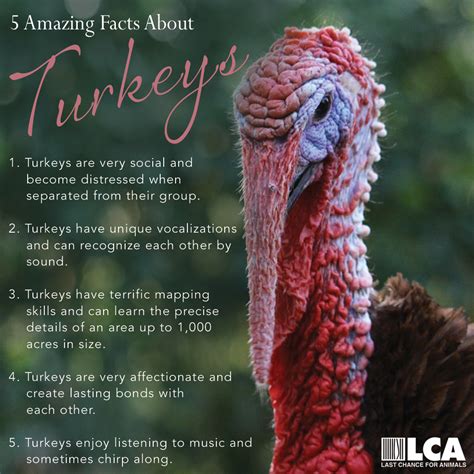 Last Chance For Animals Lca Blog 5 Amazing Facts About Turkeys