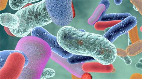 Healthy Gut Bacteria Can Travel To Other Parts Of The Body And Boost The