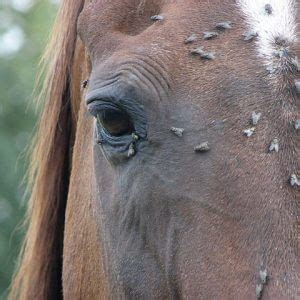 Once the skin is injured, blood begins to flow and the female then uses other mouthpart components to lap up and ingest the exposed blood. Identifying and Dealing with Horse Fly Bites - Remus Horse ...