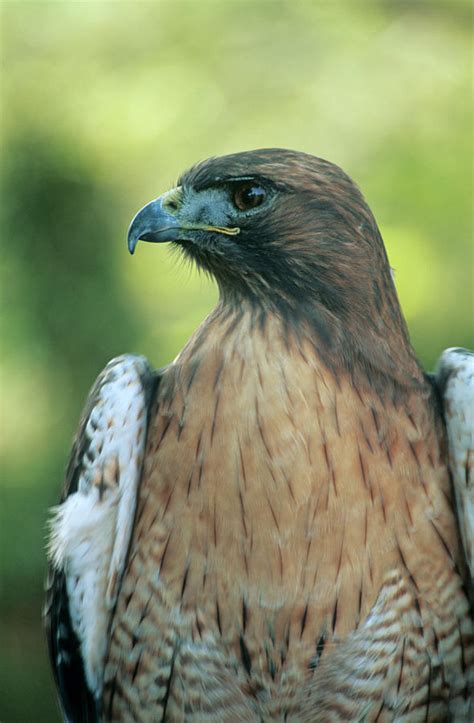 Female Red Tailed Hawk Photograph By Anthony Cooper Science Photo