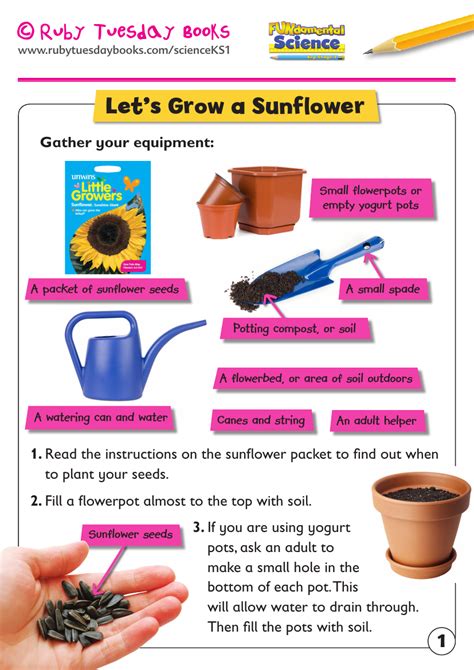 Ks1 Science Plants Lets Grow A Sunflower By Rubytuesdaybooks