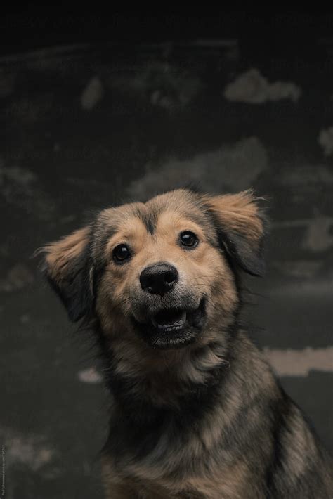 Happy Street Dog By Stocksy Contributor Paul Schlemmer Stocksy