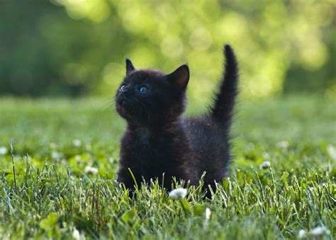 10 Awesome Black Cat Facts