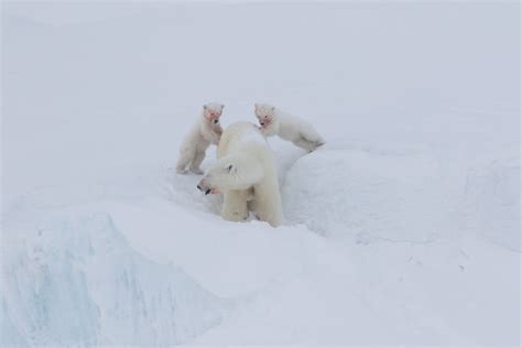 Polar Bears How Theyve Adapted To Their Arctic Realm Arctic Kingdom