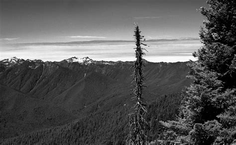 Hurricane Ridge Olympic National Park Washington State Flickr