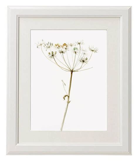 Queen Annes Lace Giant Hogweed Painting Fine Art Print Etsy Fine