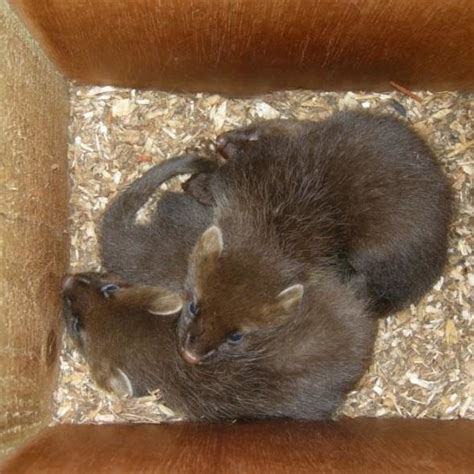 Three Pine Marten Kits Aged 6 7 Weeks In A Den Box In Galloway Forest