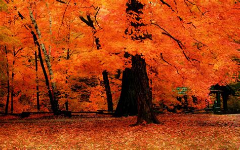 Fall Trees Wallpapers Wallpaper Cave
