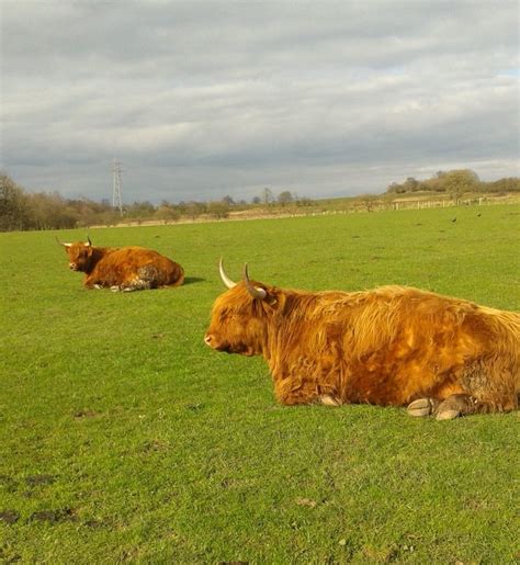 Highland Cattle - Williamwood Farm