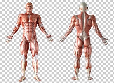 Body Muscle Anatomy Books Anatomy Of Male Muscular System Posterior
