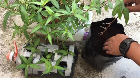 Cara semai pokok pudina / mint guna keratan atau pucuk. Cara tanam pokok daun kesum - YouTube
