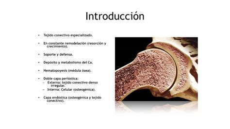 Introdución A La Osteología Conceptos Anatómicos Histológicos Y