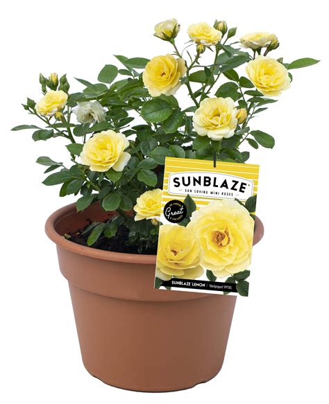 Bareroot Sunblaze Lemon Miniature Rose With Cream Yellow Flowers