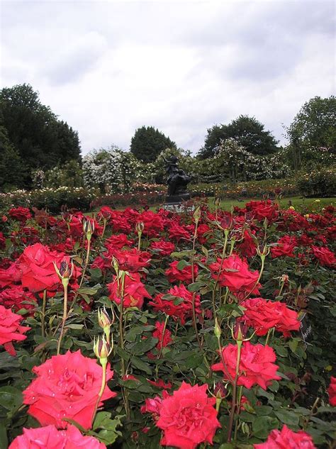 Queen Marys Gardens P6110014 Rose Garden Wikipedia สวนดอกไม้