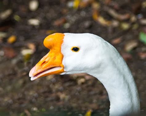 White Duck With Orange Beak — Stock Photo © Pmmart 114501020
