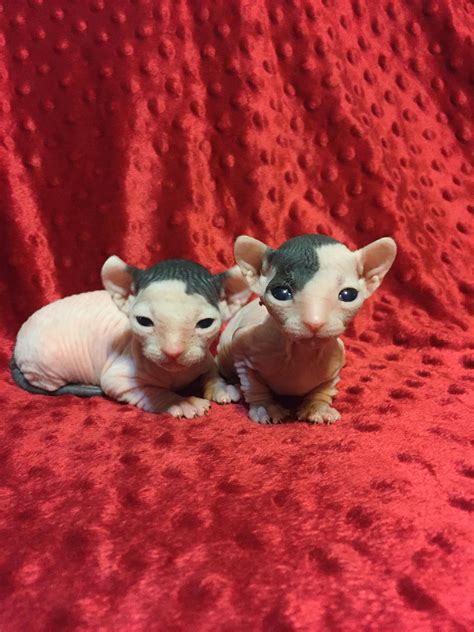 Pin By Jacque Garcia On Sphynx Babies Sphynx Baby