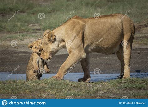 Female Lioness And Her Baby Lion Cub In Ndutu Ngorongoro Tanzania Stock