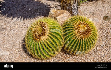 Echinocactus Grusonii Aka Golden Barrel Cactus In The Arizona Desert