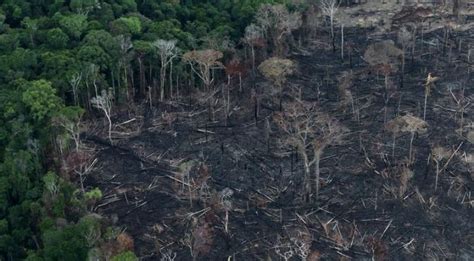 Amazon Rainforests Will Die By 2064 Due To Deforestation And Climate