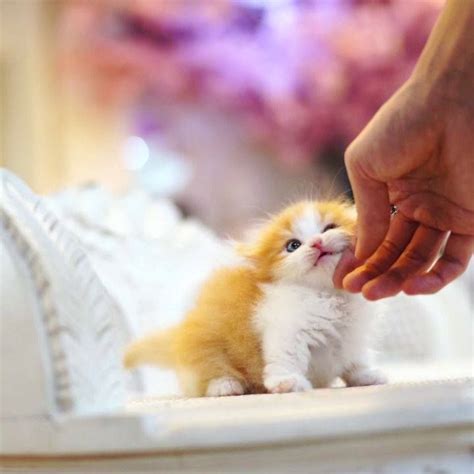 These Kittens Will Completely Melt Your Heart Welovekitties