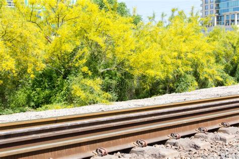 Railroad Tracks And Bright Yellow Blooms Stock Photo Image Of