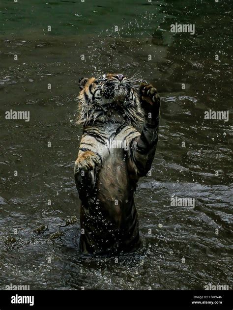 Jakarta Indonesia A Rare Sumatran Tiger Has Been Snapped Having A