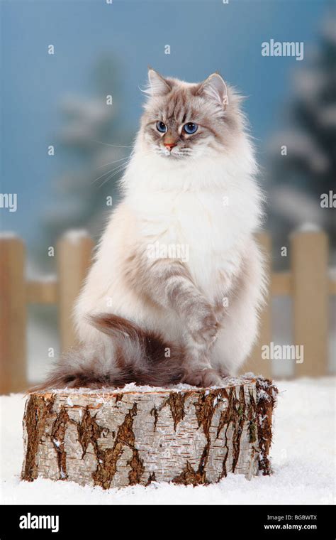 Neva Masquarade Blue Silver Tabby Point Siberian Forest Cat