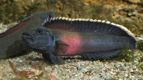 The Fierce Rapids Of The Congo River Create New Fish Species Mental Floss