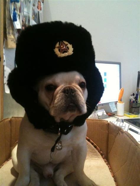 So I Totally Missed My Cake Day So Here Is My Friends Bulldog In A Russian Hat Animal Antics