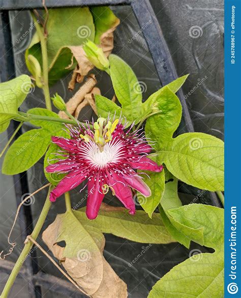 Passiflora Known Also As The Passion Flowers Or Passion Vines