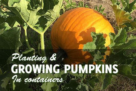 Growing Pumpkins In Containers It Can Be Done