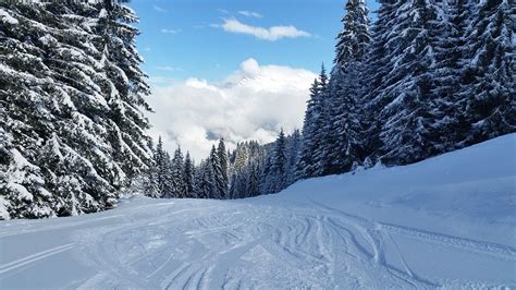 Snow Scene Trees · Free Photo On Pixabay