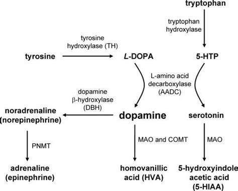 Pathways For Synthesis Of Dopamine Noradrenaline Adrenaline And
