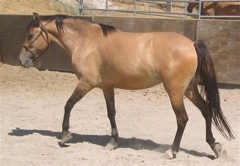images  barbsberbermoroccan horses  pinterest preserve morocco  spanish