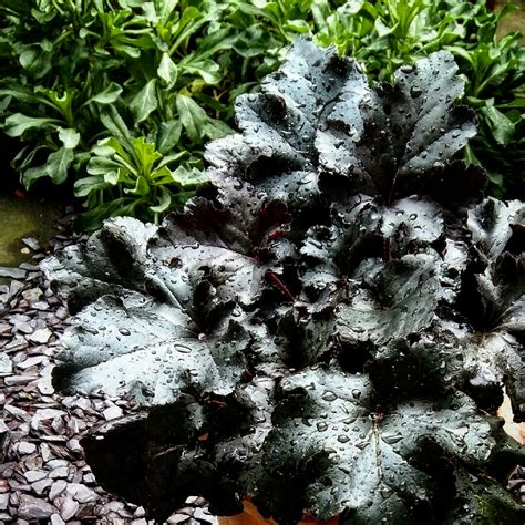 Heuchera Black Pearl Alumroot Black Pearl In Gardentags Plant