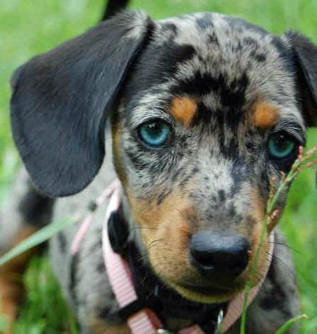 A double dapple dachshund usually has blue eyes, but may also. Riley the Dachshund | Dapple dachshund, Blue dapple ...