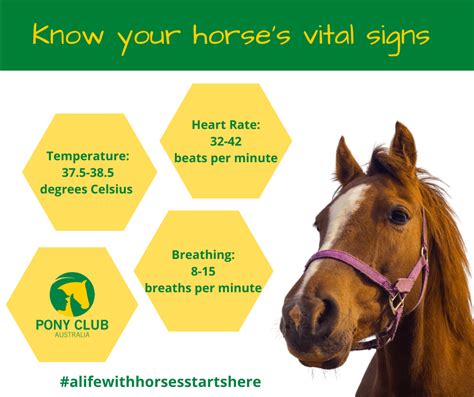 Do You Know Your Horses Vital Signs Pony Club Australia