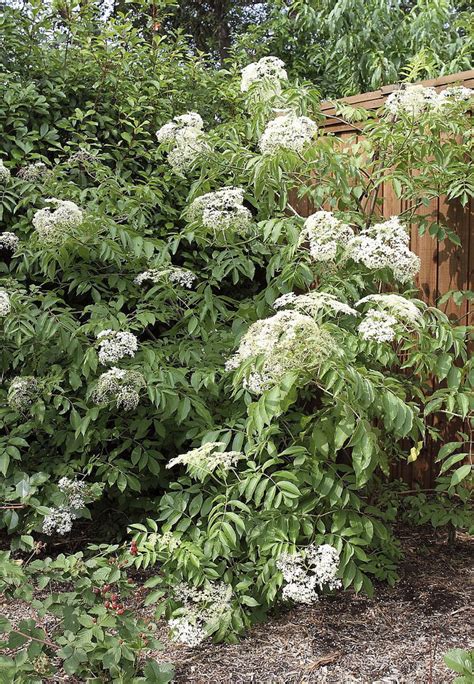 Johns Elderberry Perennial Shrub Sambucus Native 325 Pot Hirt