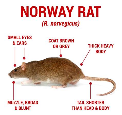 How To Get Rid Of Rats 2024 Prevention And Treatment